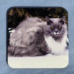 Cat Coaster