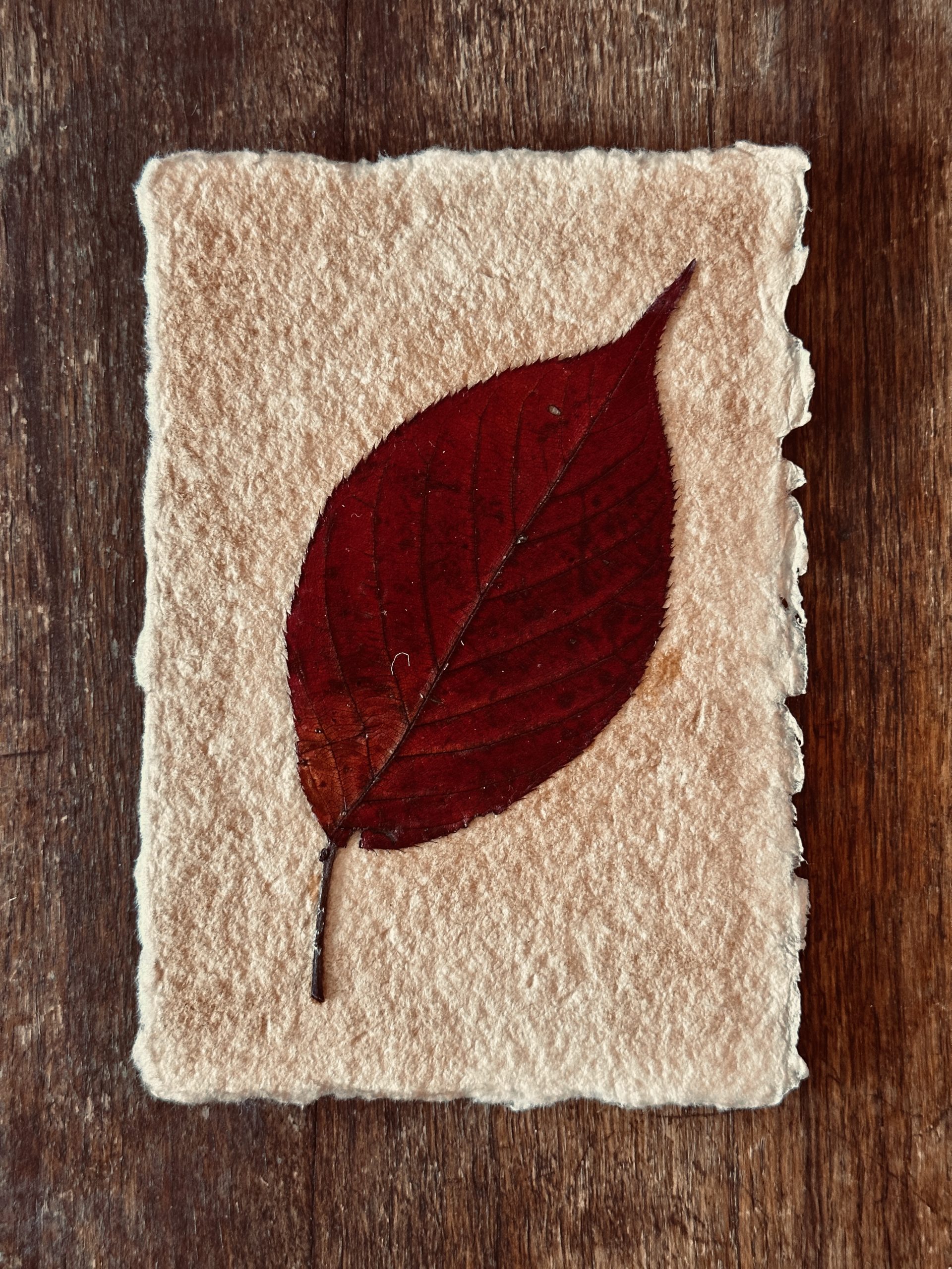 Rustic Autumn Themed One Leaf Red Collage