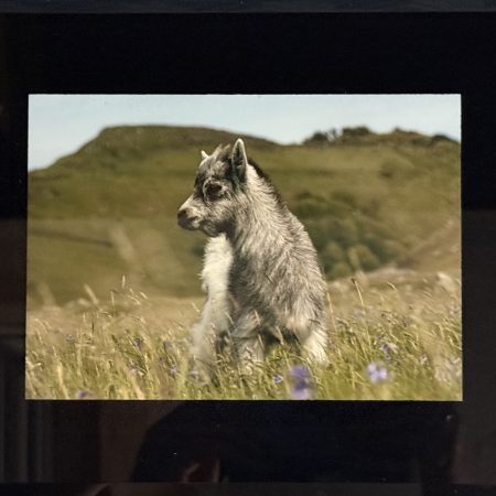 Grey Kid Goat - Art Print